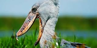 1 Day Mabamba Swamp Shoebill Birding